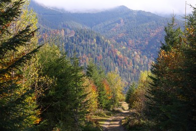 Photo of Beautiful mountain forest with path on sunny autumn day