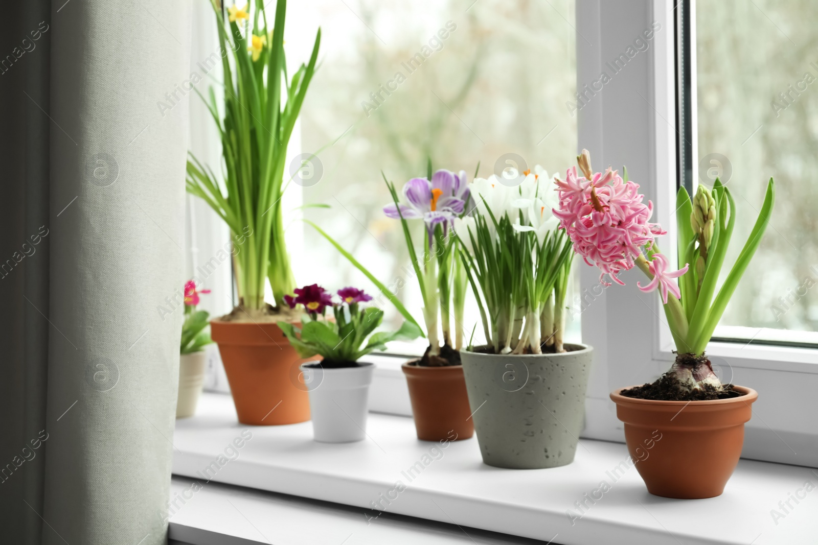 Photo of Different flowers growing in ceramic pots on window sill