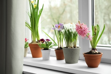 Different flowers growing in ceramic pots on window sill