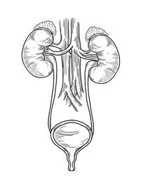 Human urinary system on white background, vector illustration