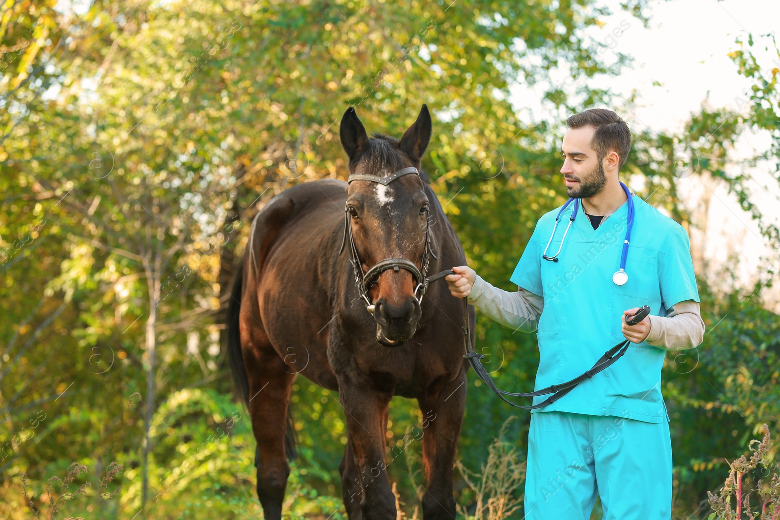 Photo of Veterinarian in uniform with beautiful brown horse outdoors