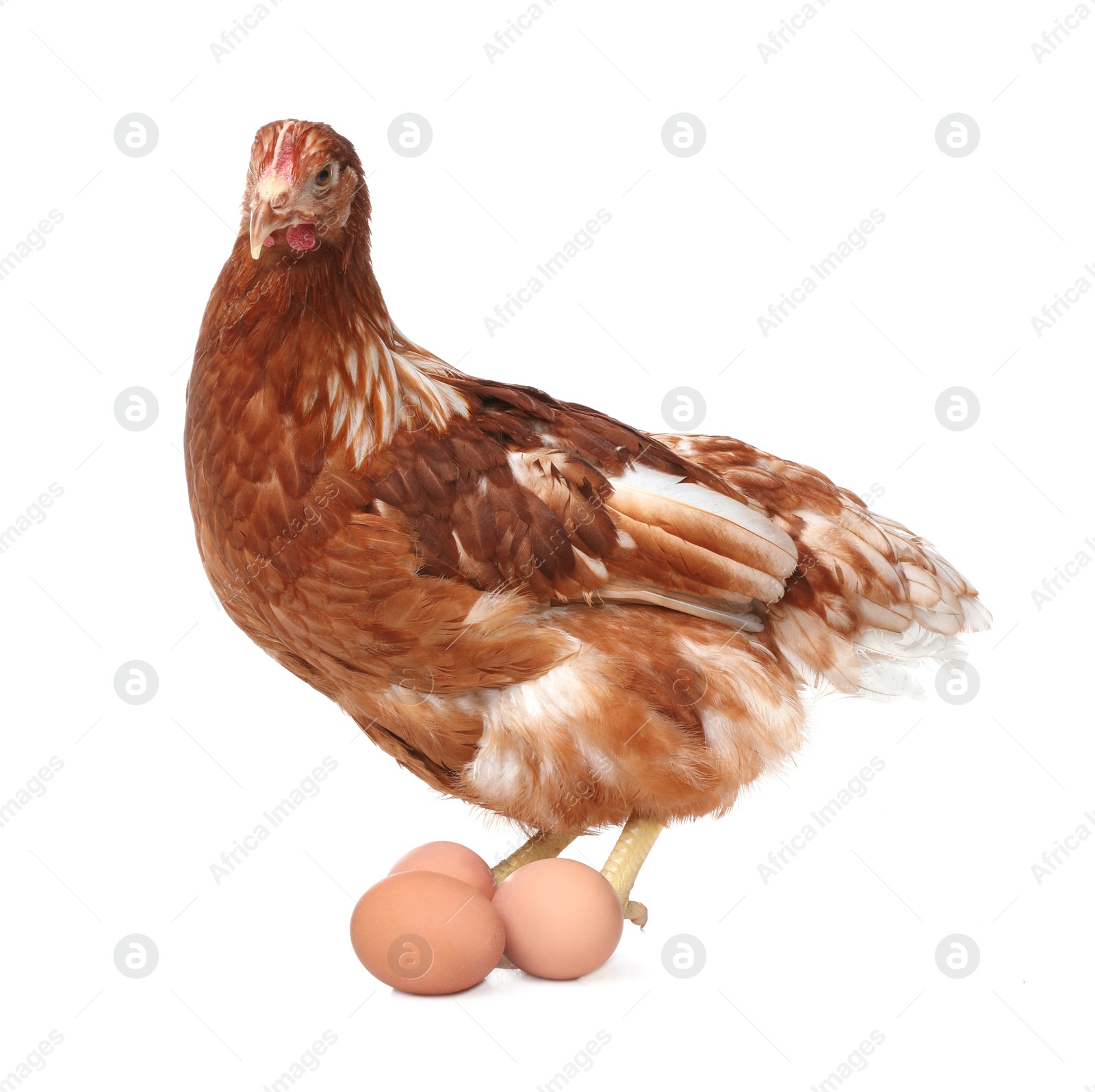 Photo of Chicken with eggs on white background. Domestic animal