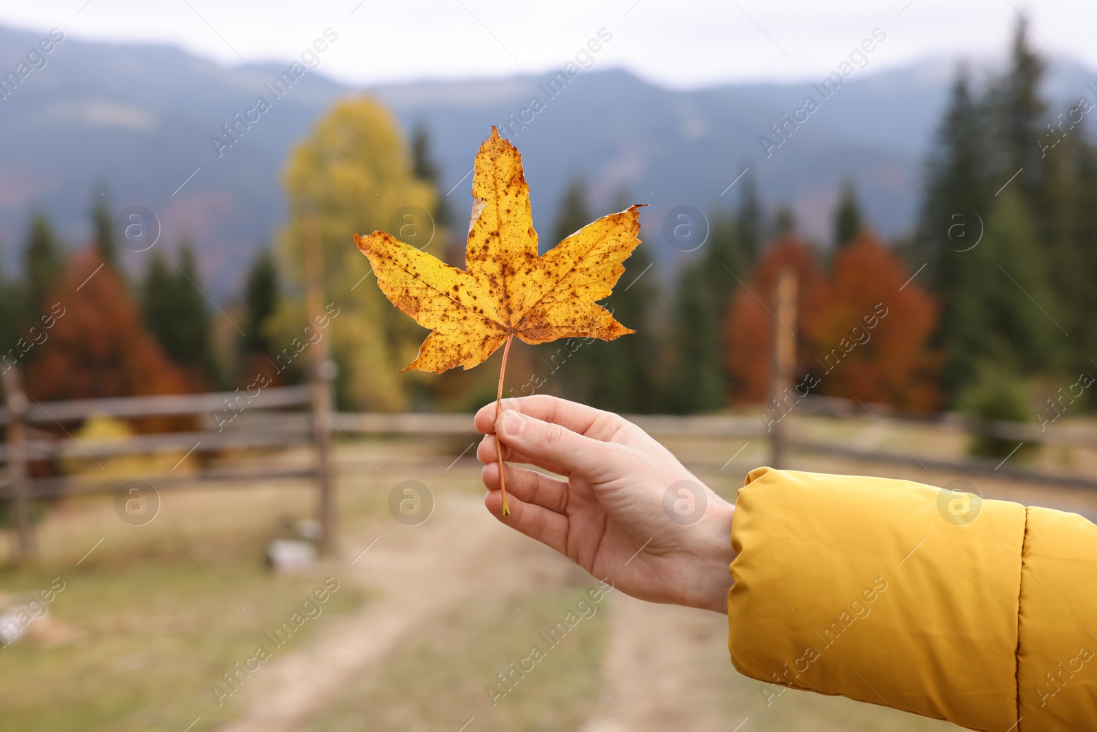 Photo of Woman holding beautiful autumn leaf in mountains, closeup