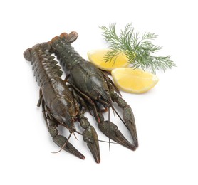 Photo of Fresh raw crayfishes with lemon and dill on white background, above view
