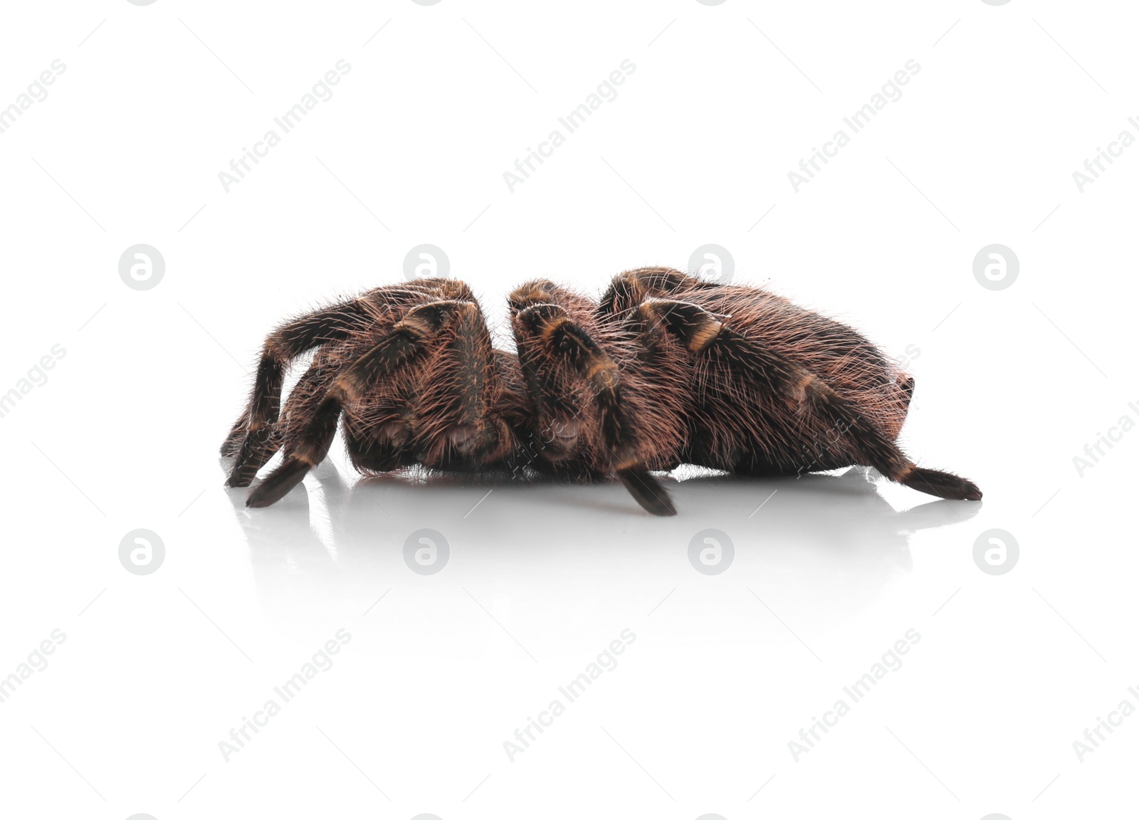 Photo of Striped knee tarantula (Aphonopelma seemanni) isolated on white