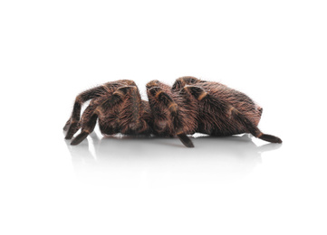 Photo of Striped knee tarantula (Aphonopelma seemanni) isolated on white