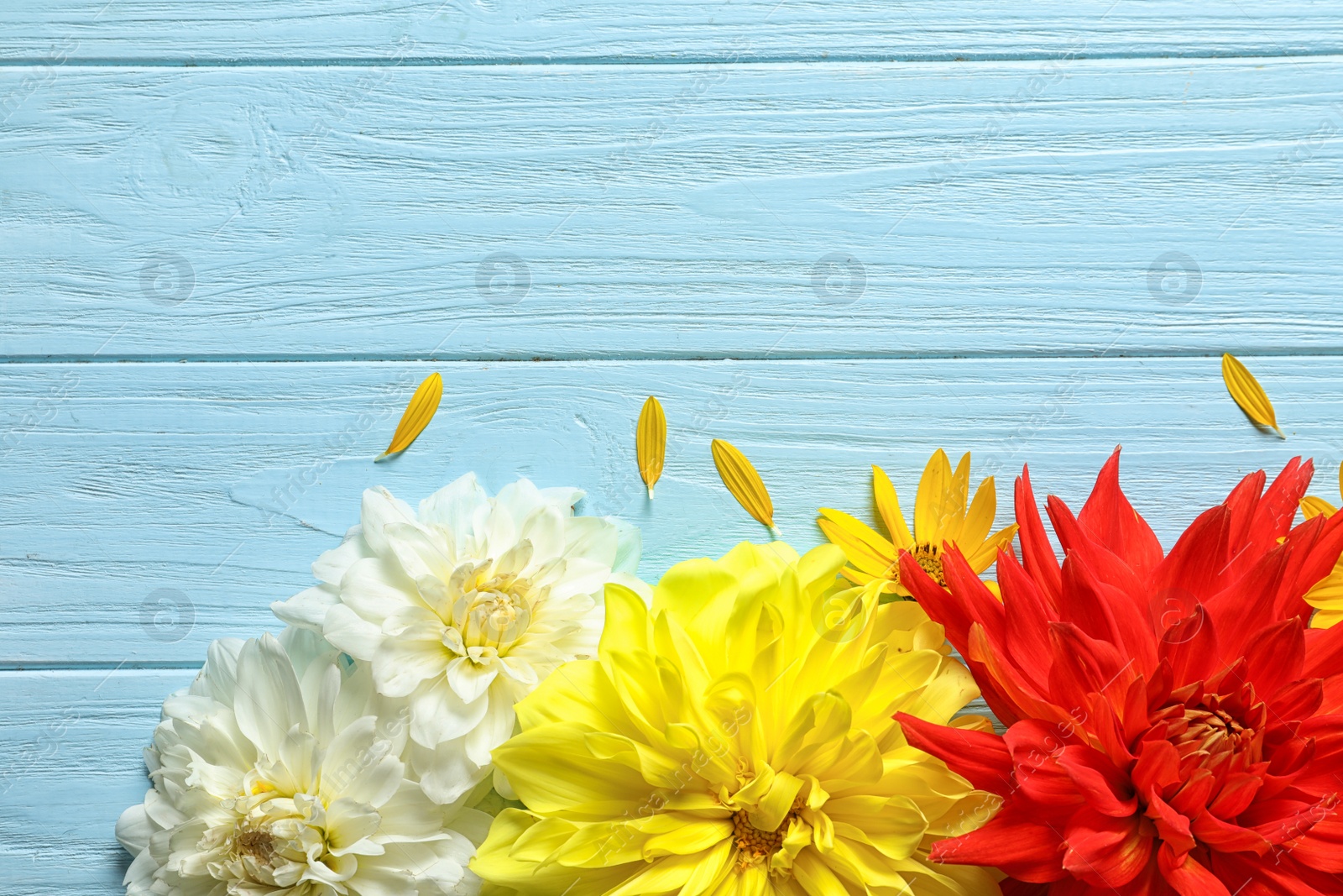 Photo of Flat lay composition with beautiful dahlia flowers and space for text on wooden background