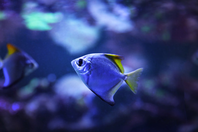 Photo of Beautiful silver moony fish in clear aquarium