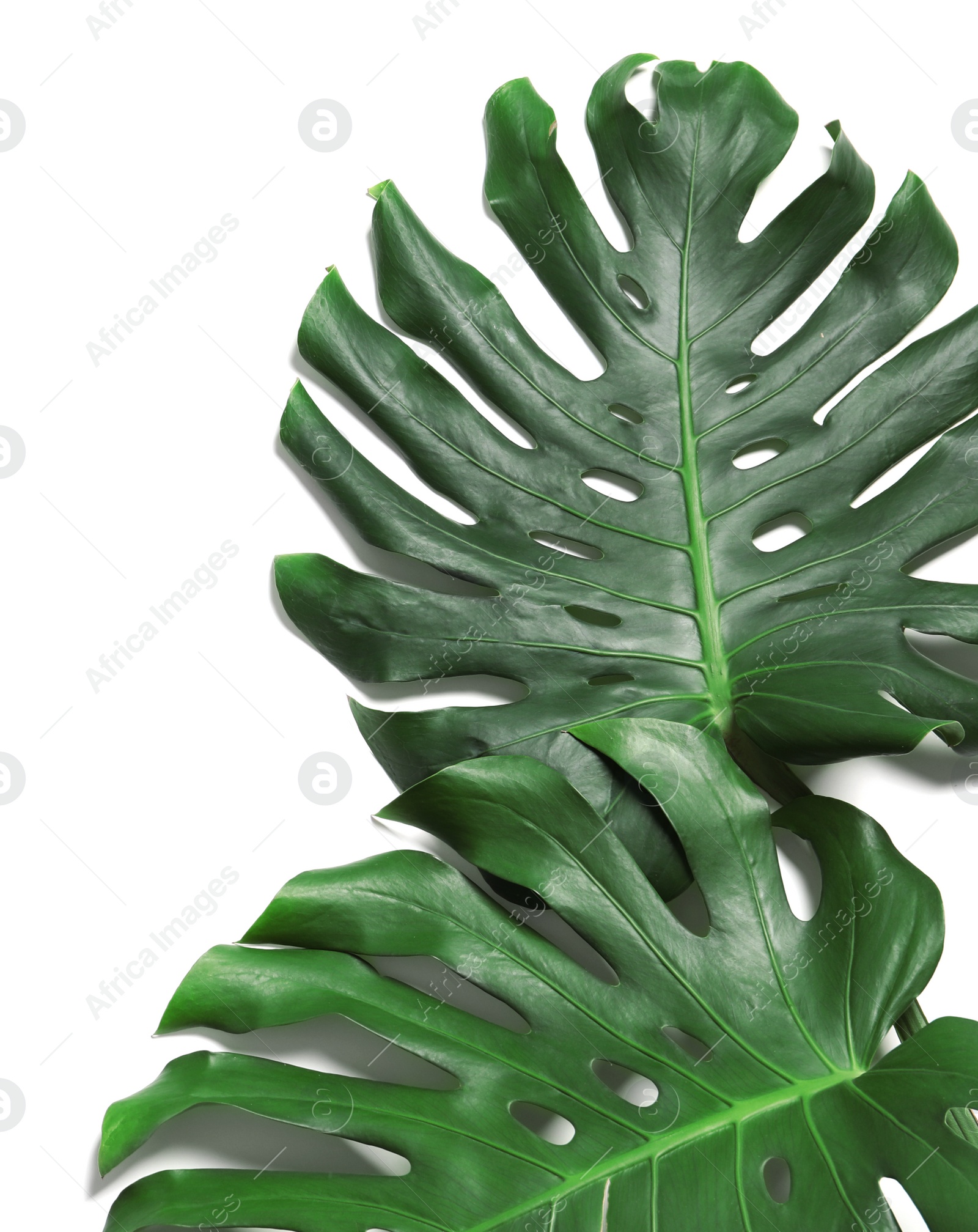 Photo of Green fresh monstera leaves on white background, top view. Tropical plant