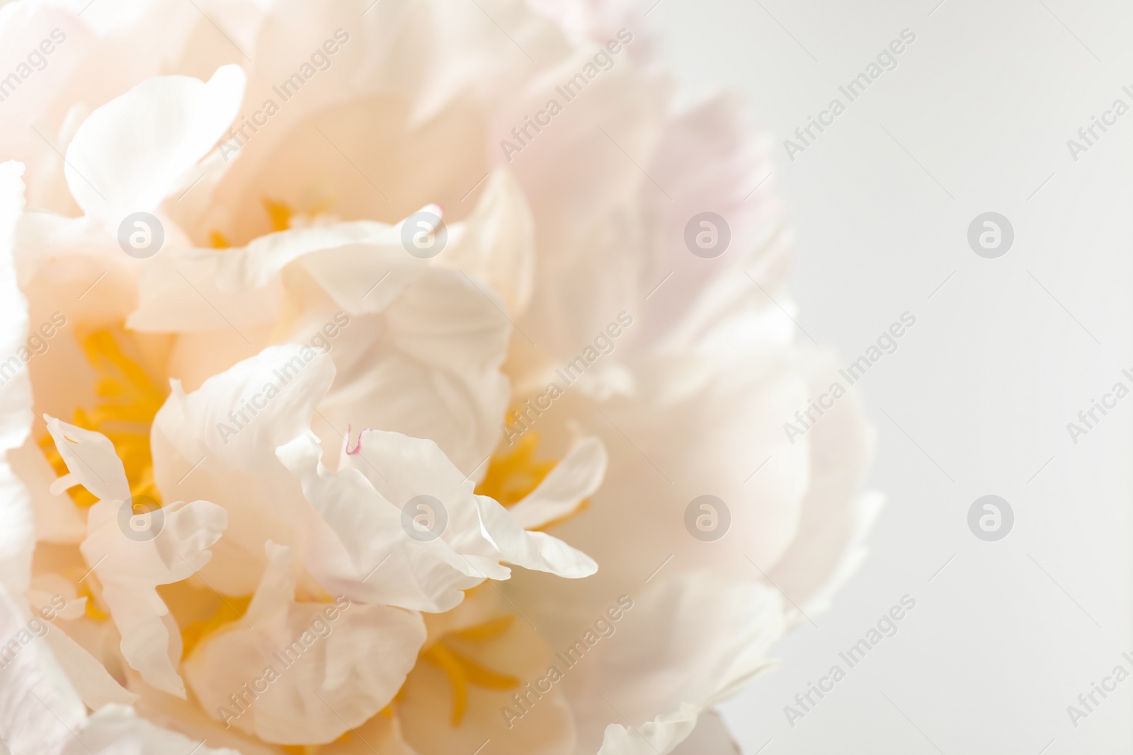 Photo of Beautiful blooming white peony on light background, closeup