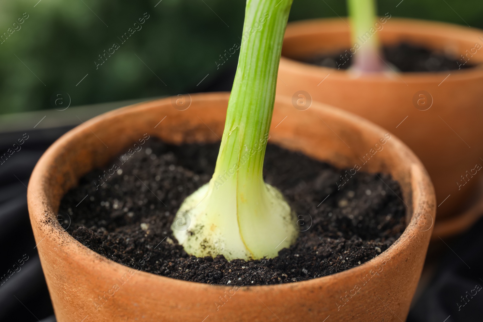 Photo of Pot with fresh green onion, closeup