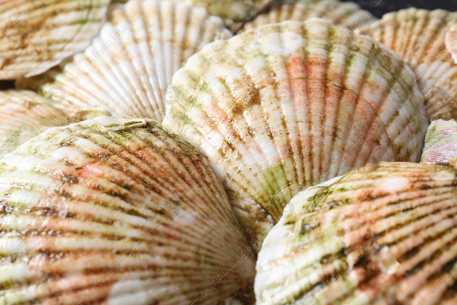 Photo of Fresh raw scallops in shells as background, closeup