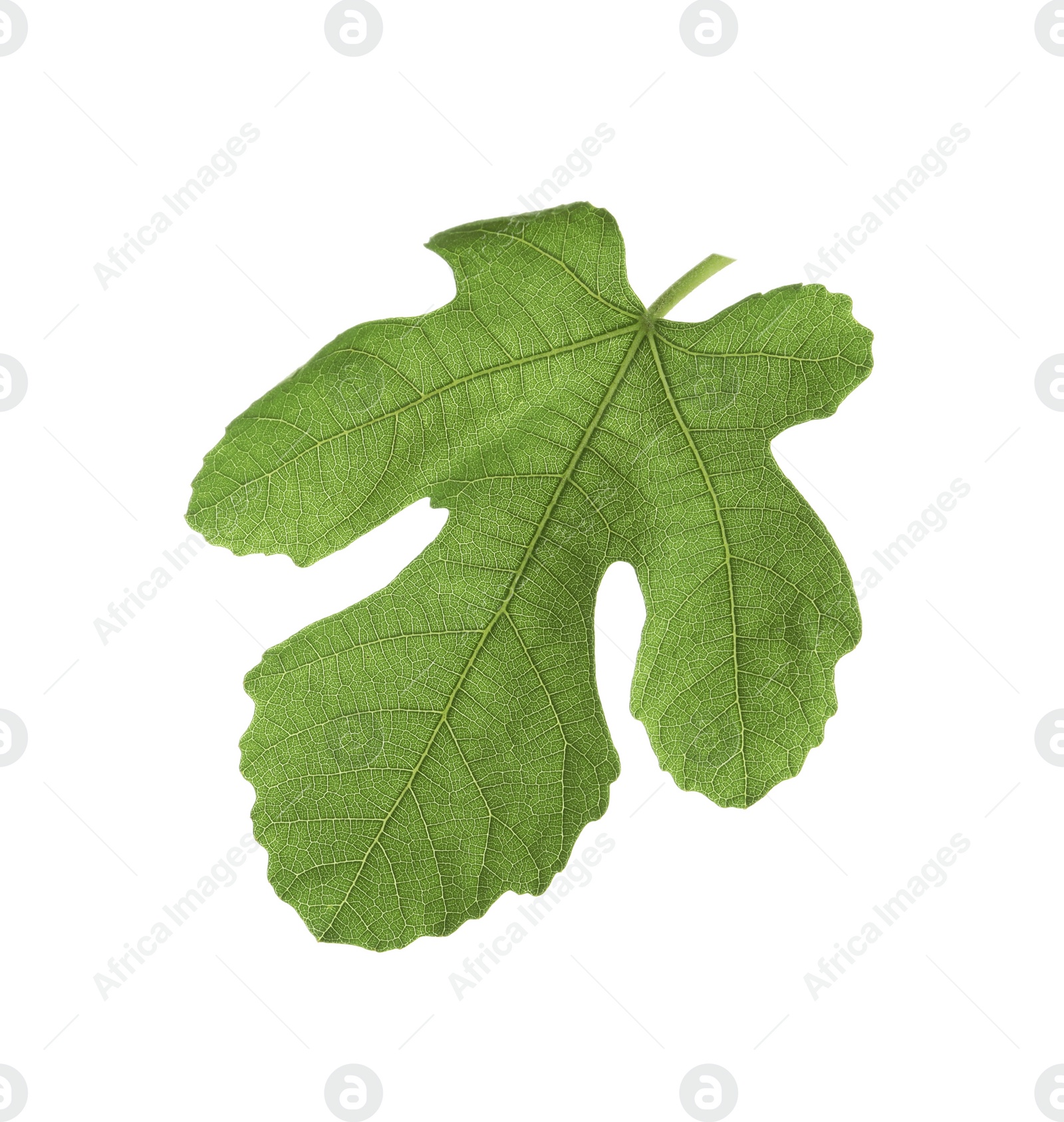 Photo of One green leaf of fig tree isolated on white