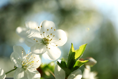 Blossoming cherry tree, closeup