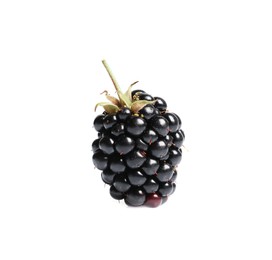 One tasty ripe blackberry isolated on white