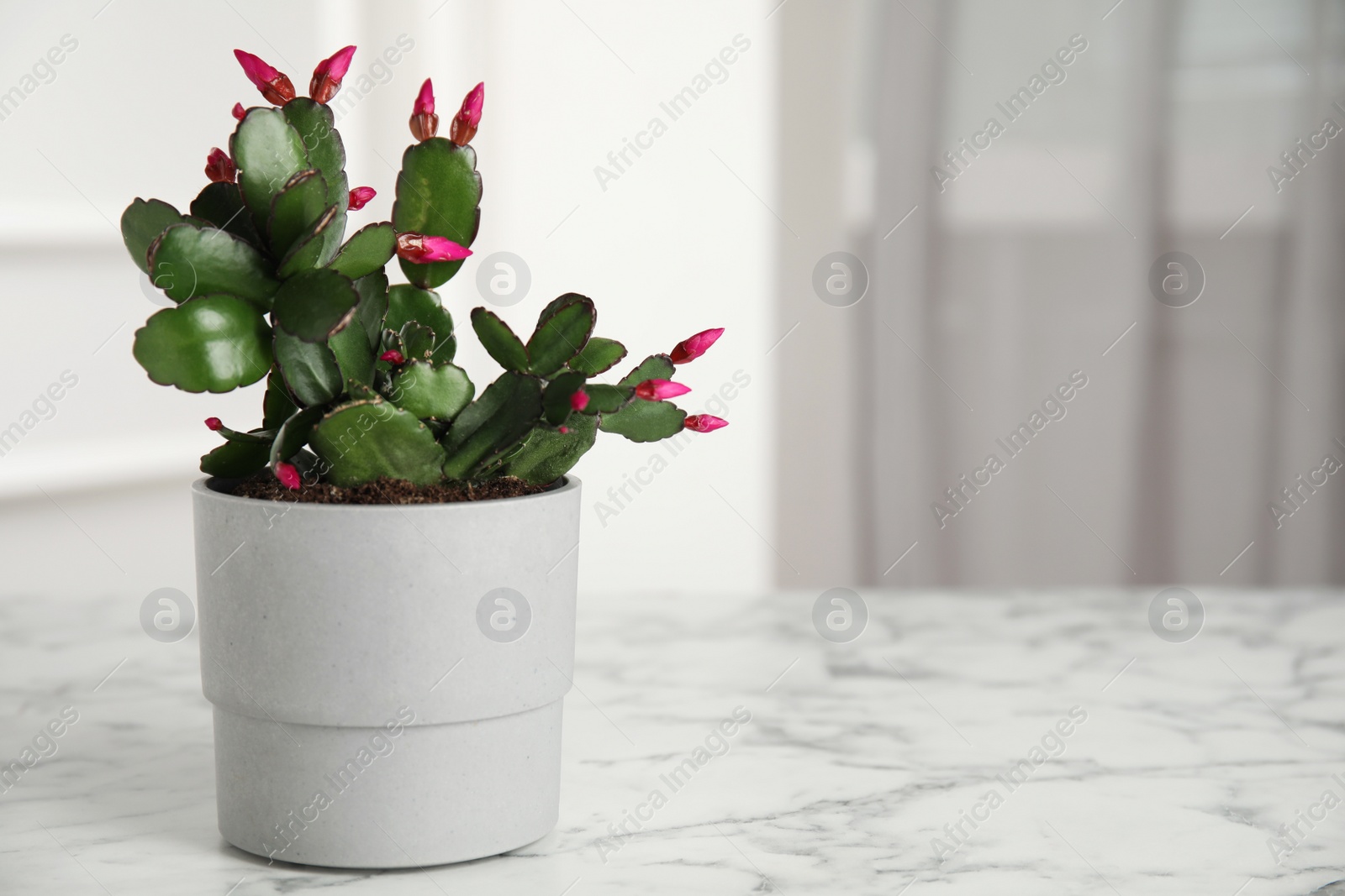 Photo of Beautiful blooming Schlumbergera (Christmas or Thanksgiving cactus) in pot on white marble table indoors. Space for text