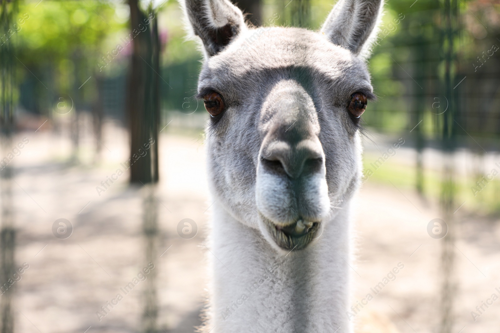 Photo of Cute guanaco at zoo on sunny day, closeup