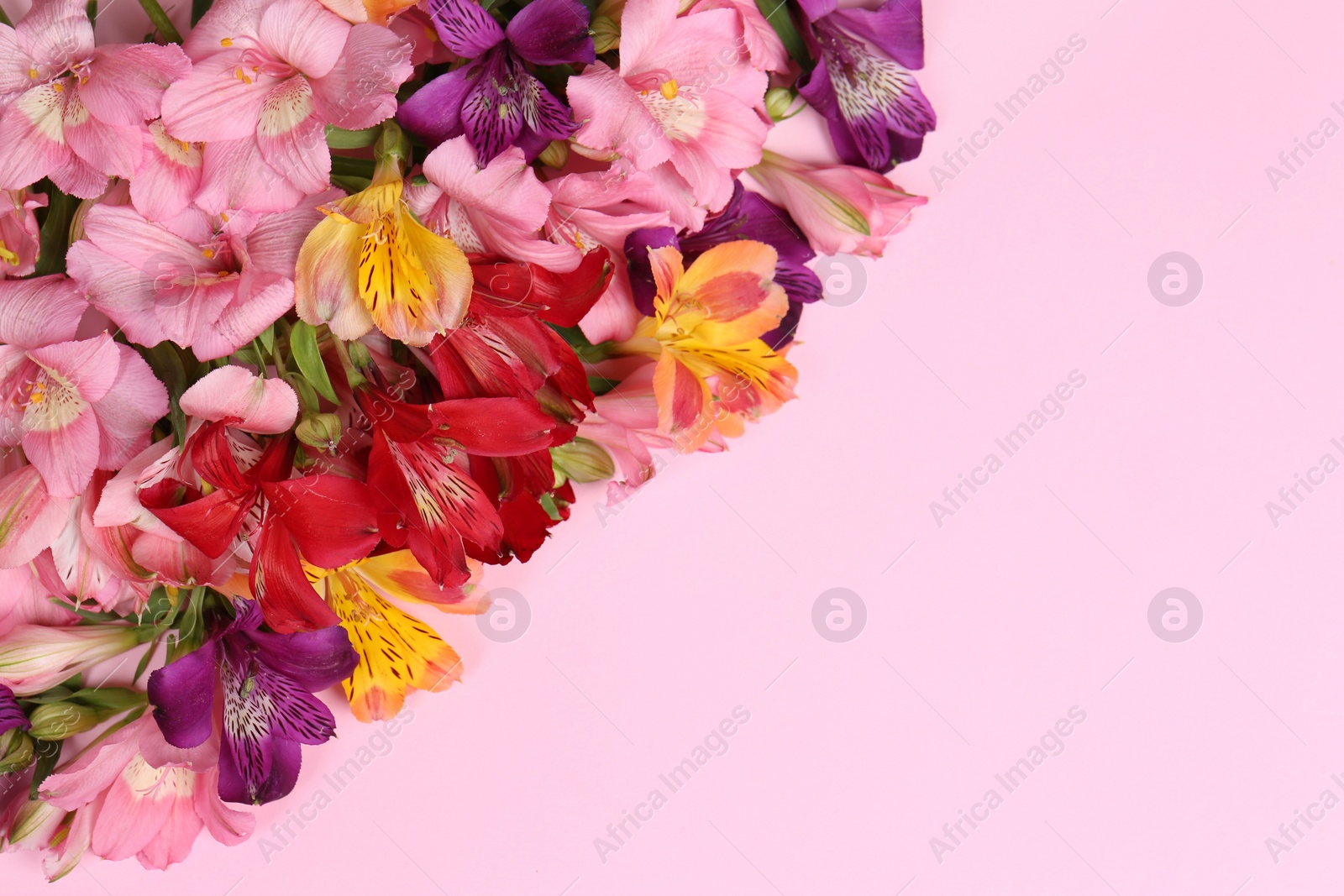 Photo of Flat lay composition with beautiful alstroemeria flowers on pale pink background, space for text