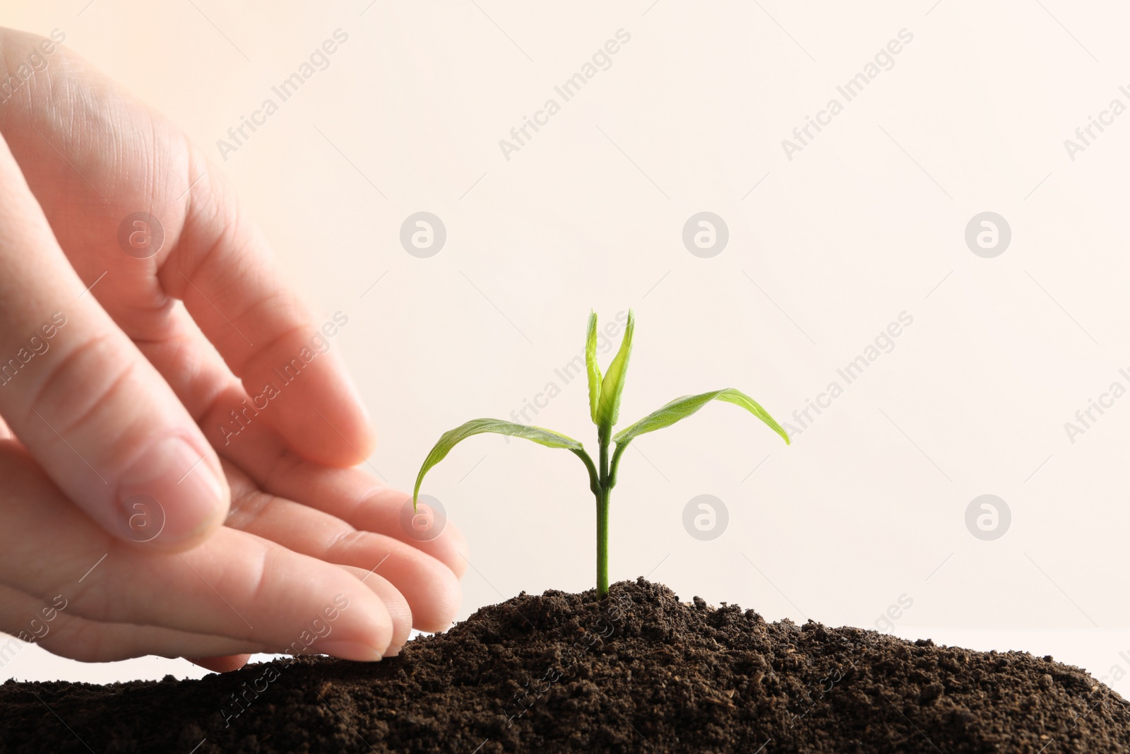 Photo of Farmer protecting young seedling in soil on light background, space for text