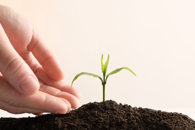 Photo of Farmer protecting young seedling in soil on light background, space for text