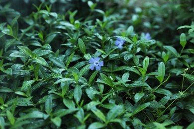 Photo of Beautiful periwinkles in garden on rainy day