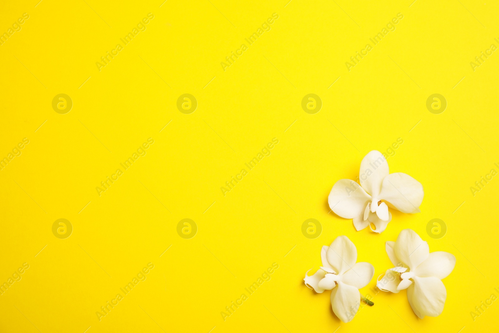 Photo of Beautiful tropical orchid flowers on color background, top view. Space for text