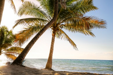 Beautiful palm trees with green leaves on sea shore