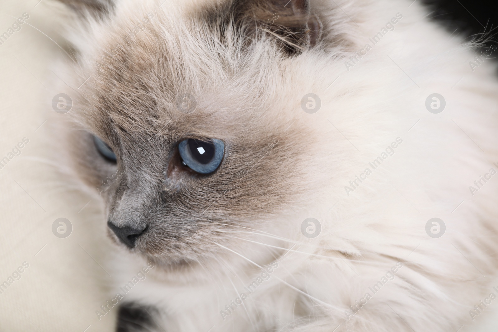 Photo of Birman cat with beautiful blue eyes, closeup