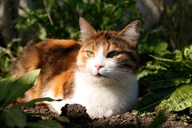 Photo of Cute cat on ground in garden. Fluffy pet