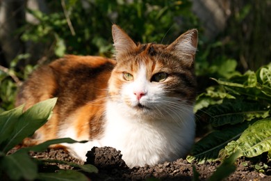 Cute cat on ground in garden. Fluffy pet