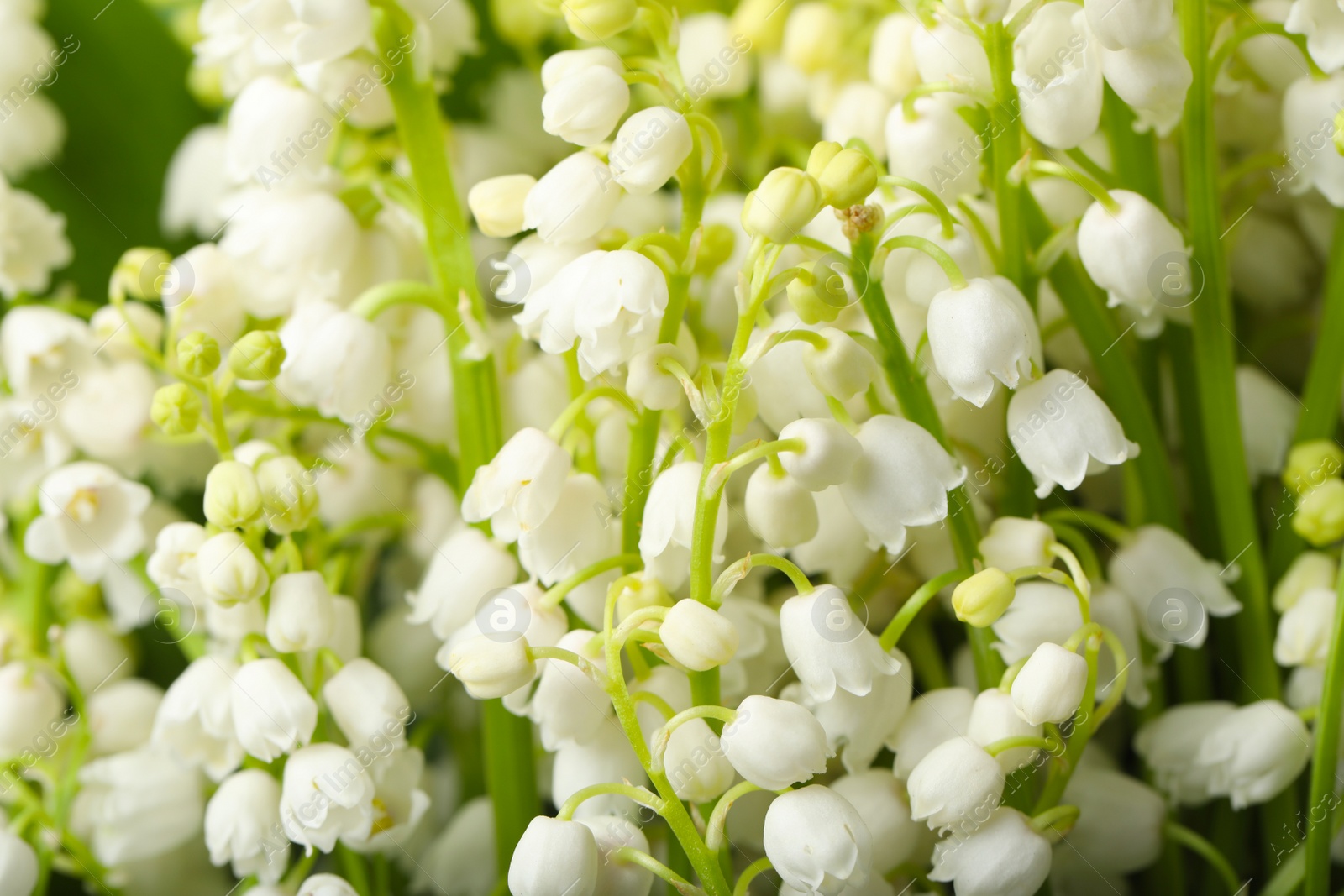 Photo of Beautiful aromatic lily of the valley flowers as background, closeup