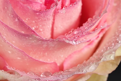 Closeup view of beautiful blooming pink rose with dew drops as background