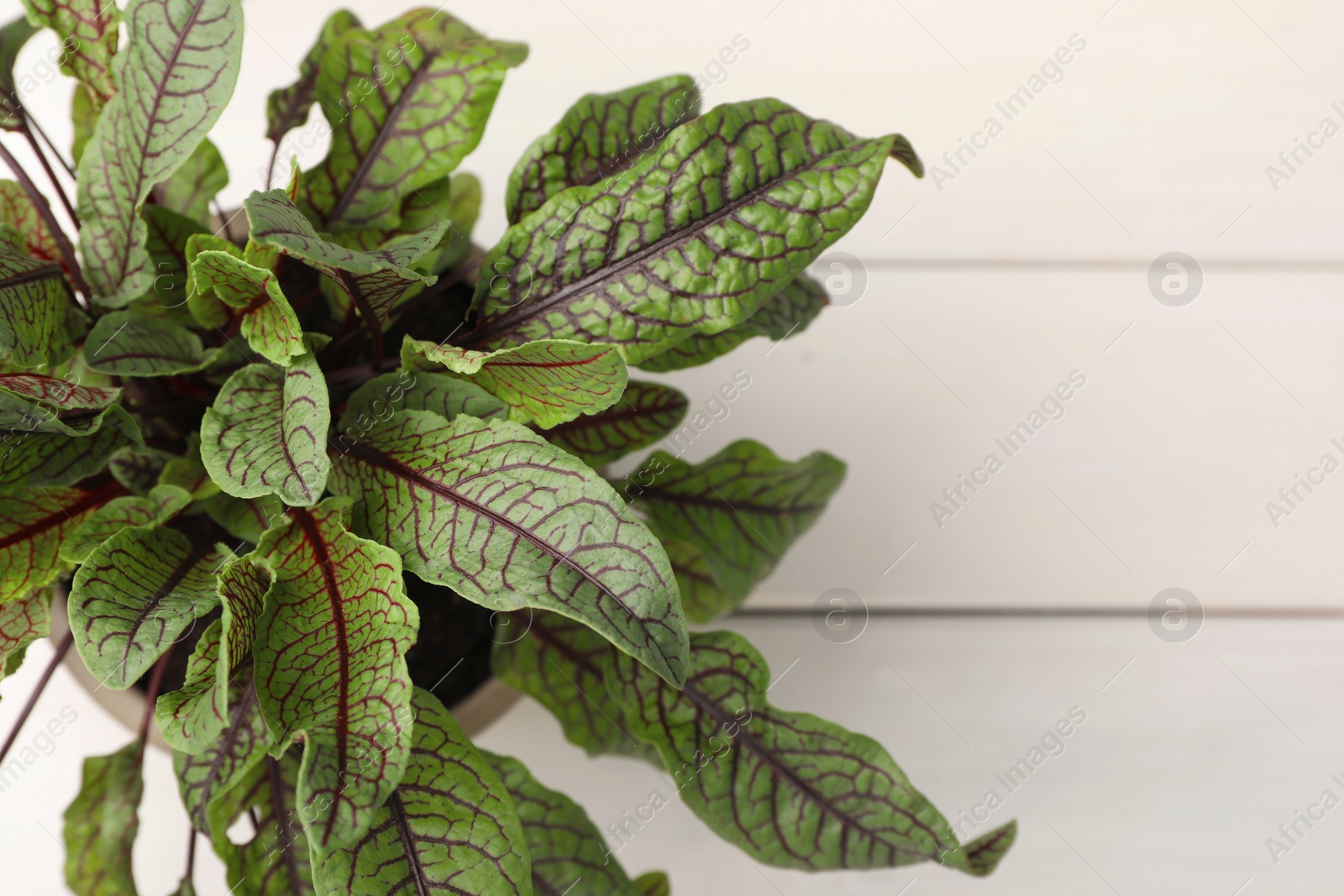 Photo of Potted sorrel plant on white wooden table, top view