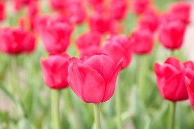 Photo of Beautiful red tulip flowers growing in field, closeup