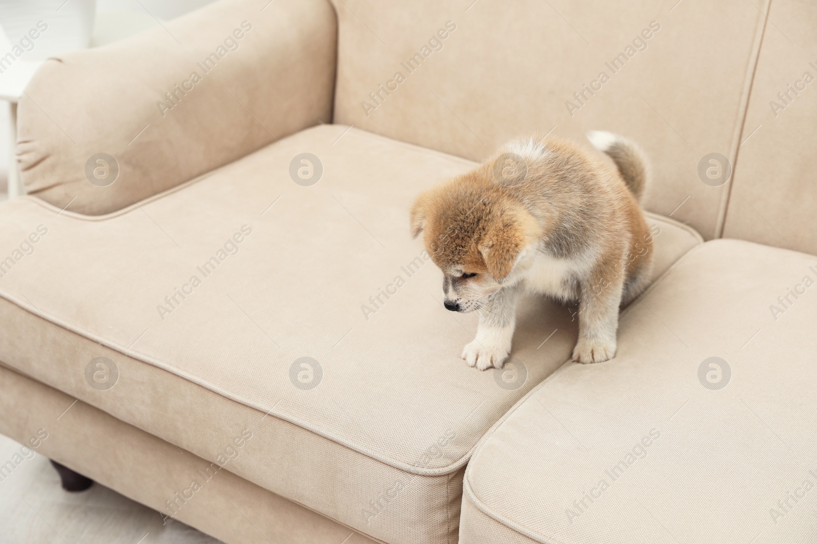 Photo of Cute Akita inu puppy near wet spot on sofa indoors. Untrained dog