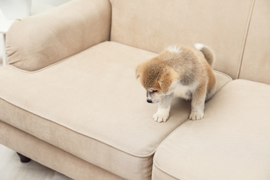 Cute Akita inu puppy near wet spot on sofa indoors. Untrained dog