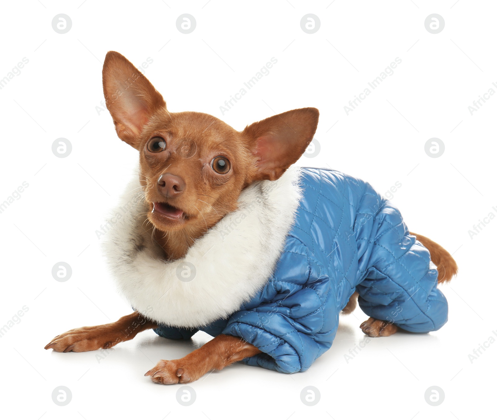 Photo of Cute toy terrier in warm clothes isolated on white. Domestic dog