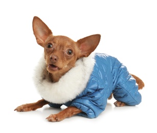 Photo of Cute toy terrier in warm clothes isolated on white. Domestic dog