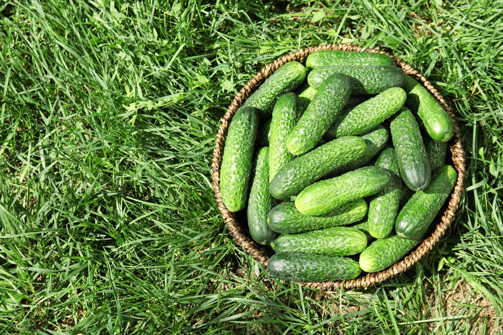 Photo of Wicker basket with ripe fresh cucumbers on green grass, top view