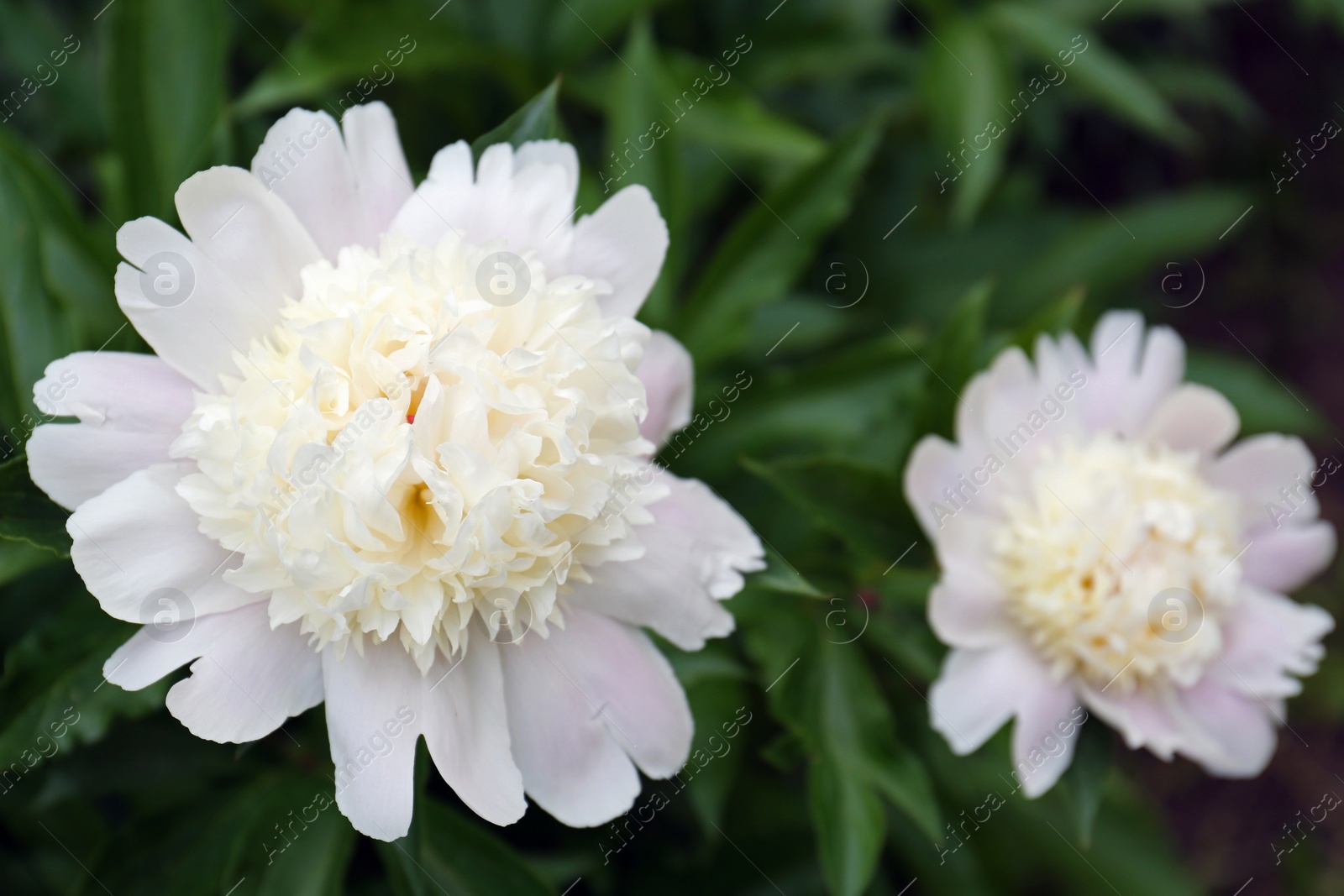 Photo of Beautiful blooming white peonies growing in garden, closeup. Space for text