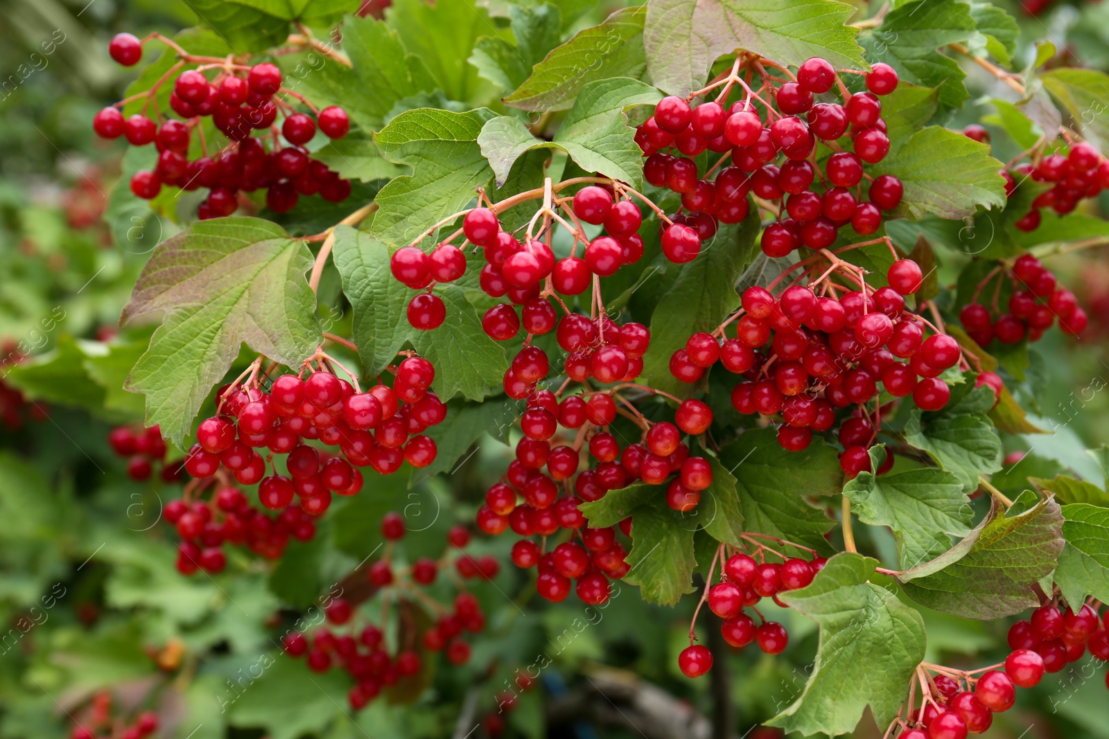 Photo of Beautiful viburnum shrub with ripe berries outdoors