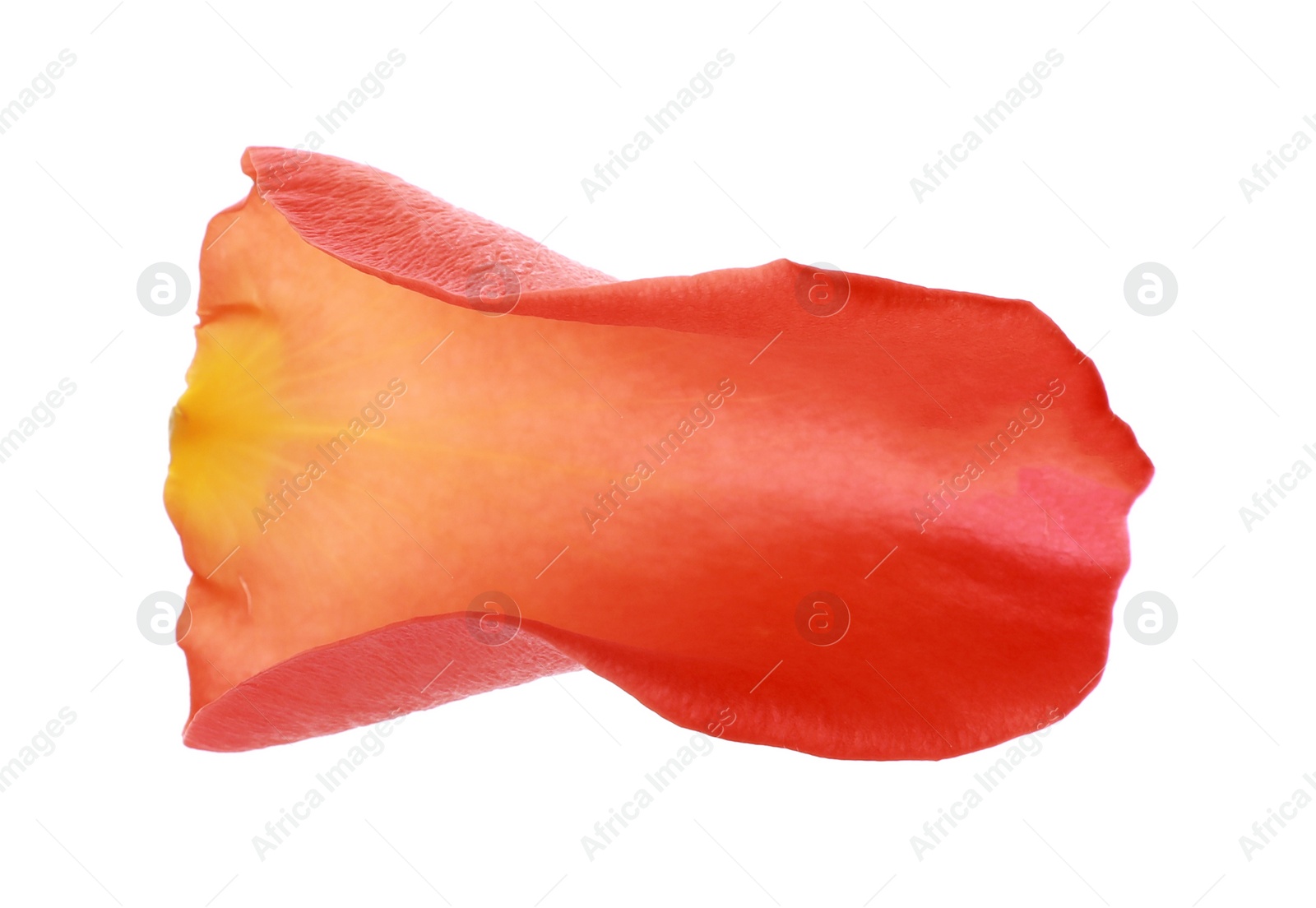 Photo of Beautiful pale red rose petal isolated on white