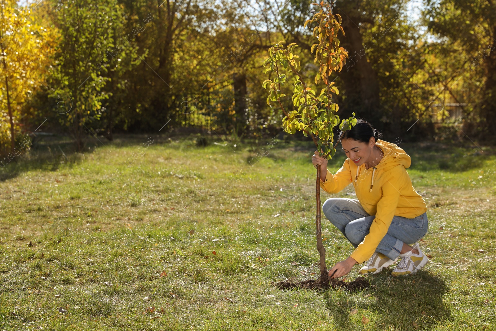 Photo of Mature woman planting young tree in park on sunny day, space for text