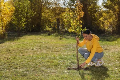 Mature woman planting young tree in park on sunny day, space for text