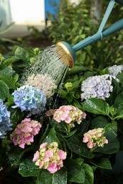 Photo of Watering beautiful blooming hortensia plants in garden