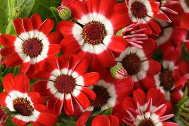 Photo of Beautiful red cineraria flowers as background, closeup