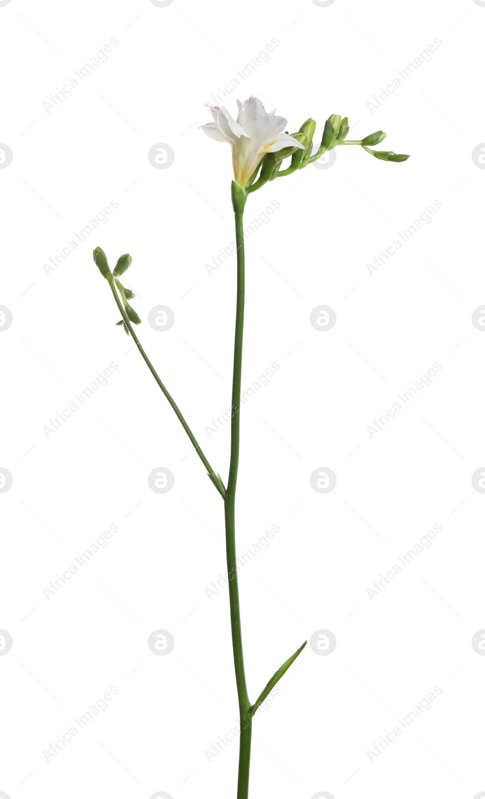 Photo of Beautiful tender freesia flower isolated on white