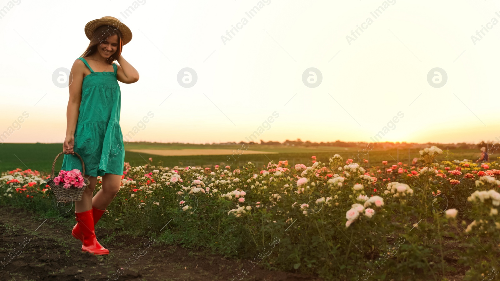 Photo of Woman with basket of roses in beautiful blooming field