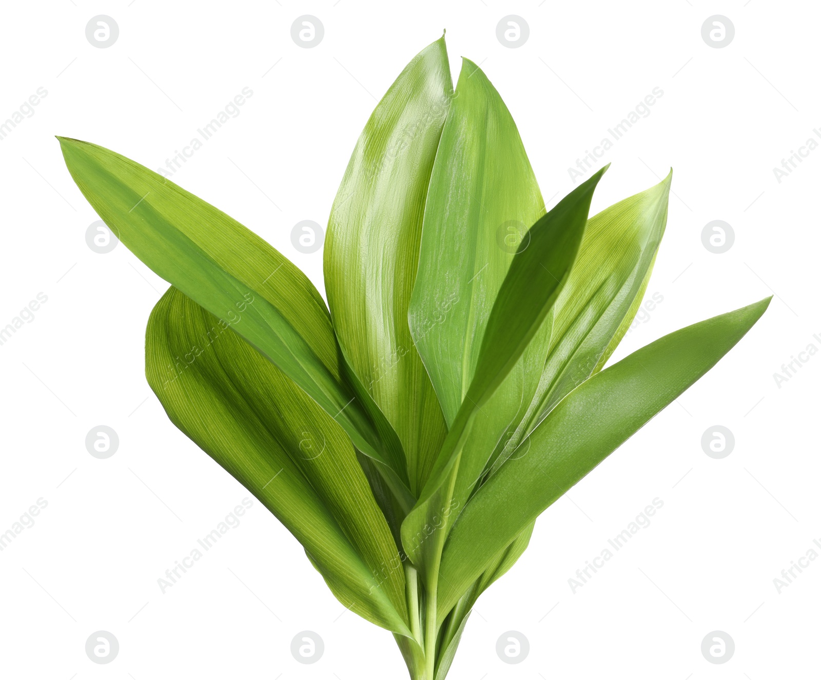Photo of Beautiful lily of the valley leaves on white background