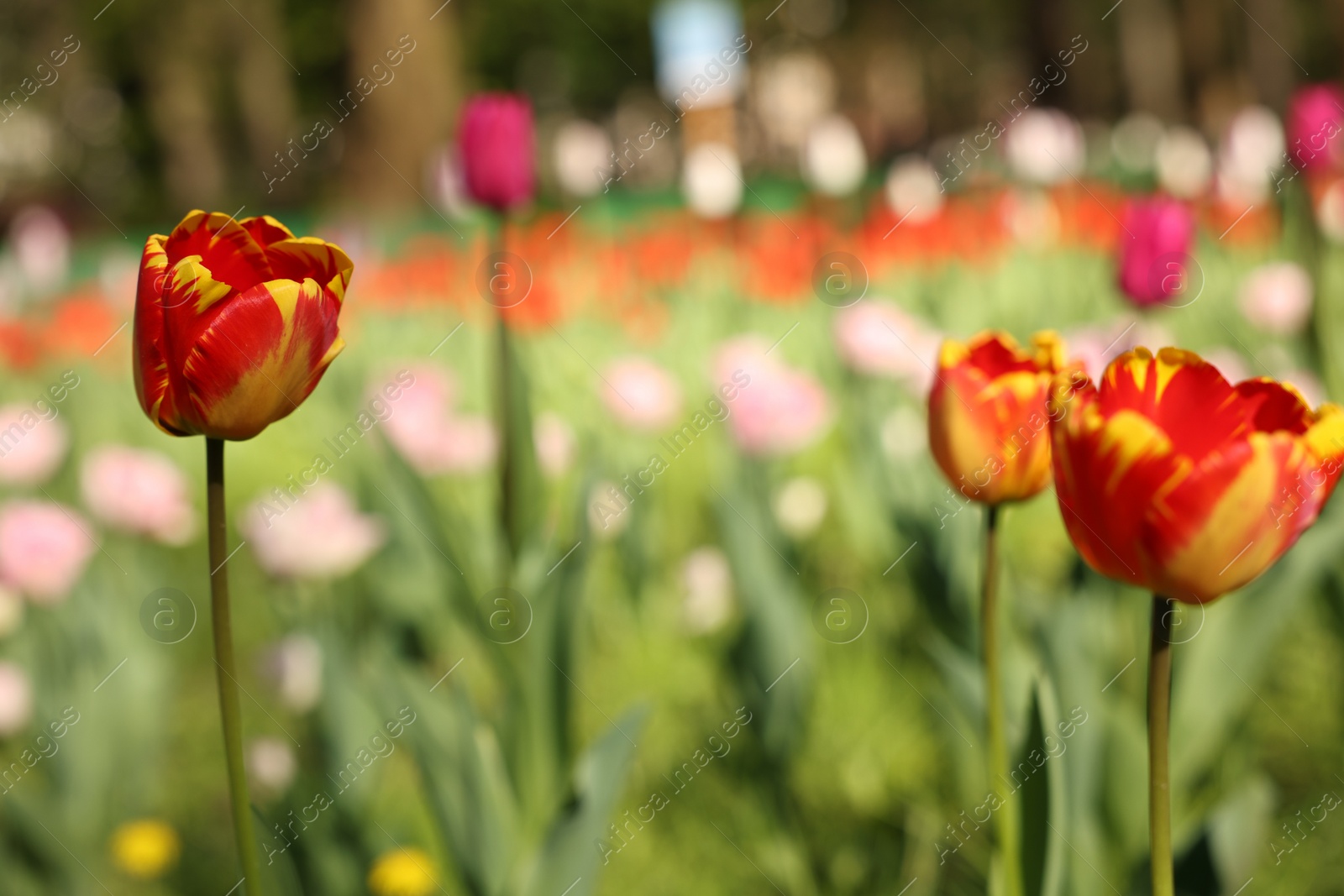 Photo of Beautiful bright tulips growing outdoors on sunny day, closeup